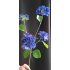 Hydrangea 80cm
