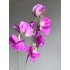 Lathyrus
