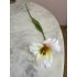 Wilde Tulp