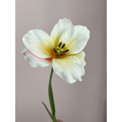 Wilde Tulp