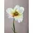 Wilde Tulp