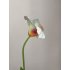 Wilde Tulp