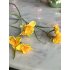 Narcis 68cm