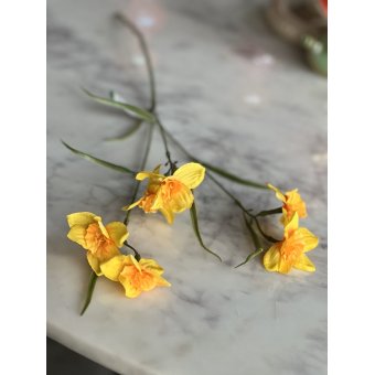 Narcis 68cm