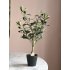 Kunst Olijf boom bonsai 50cm