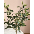 Kunst Olijf boom bonsai 50cm