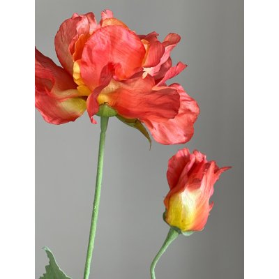Papaver 75cm
