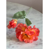 Papaver 75cm