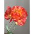Papaver 75cm
