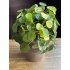 PIlea kunstplant
