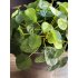 PIlea kunstplant