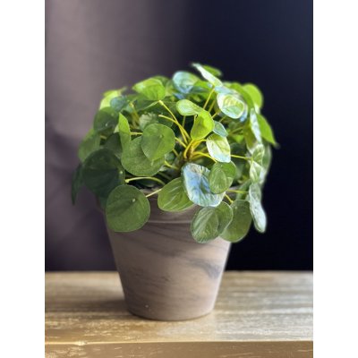 PIlea kunstplant PIlea kunstplant