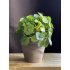 PIlea kunstplant
