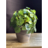 PIlea kunstplant