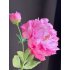 Pioen Roos 79cm