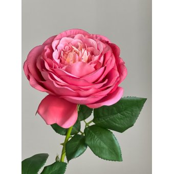 Provence Roos 52cm
