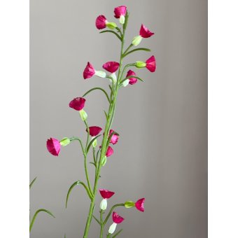 Mini Nicotiana 75cm