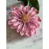 Zinnia oud roze