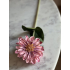 Zinnia oud roze