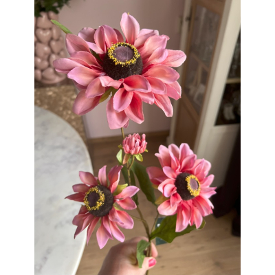 Zinnia 80cm