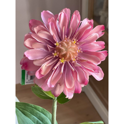 Zinnia oud roze